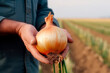 A man holds a onion on the background of the field. Farmer's hands close up. The concept of planting and harvesting a rich harvest.