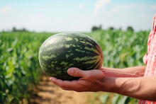 A man holds a watermelon in the background of the field. Farmer's hands close up. The concept of planting and harvesting a rich harvest.