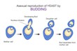 Asexual reproduction of yeast by budding.Diagram shows steps of budding.Microbiology concept.