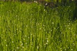 Zielona trawa z poranną rosą