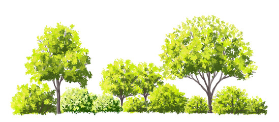 Wall Mural - vector watercolor of tree side view isolated on white background for landscape and architecture draw
