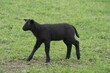 Schwarzes Schaf mit kleiner Blesse