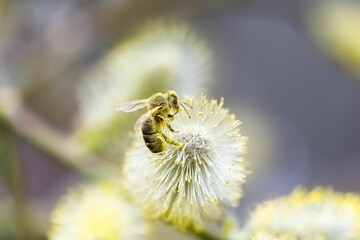 Sticker - a bee in flight, covered with pollen 