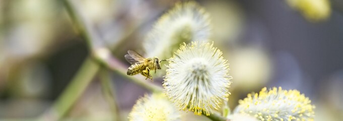 Sticker - a bee in flight, covered with pollen 