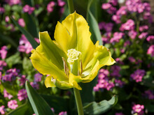 Tulipe Viridiflora 'Yellow Spring Green' à Inflorescence Solitaire Vert Pomme Panachée De Jaune Vue De Près