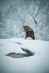 Poster - Majestic siberian husky perched on a snowy landscape looking aside