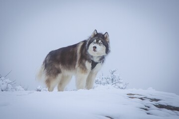 Poster - Majestic siberian husky standing on a snowy field looking aside