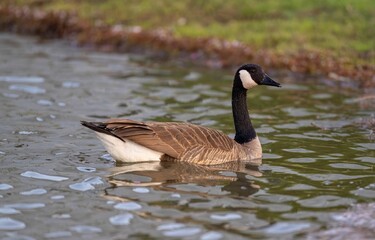 Poster - Goose peacefully floating in a body of water surrounded by lush green grass