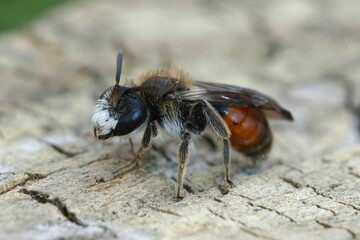 Poster - Closeup of male red-girdled mining bee, andrena labiata sitting on wood