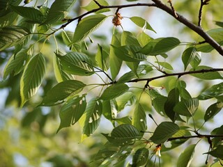 Sticker - Vibrant green tree illuminated by the warm glow of the sun, with lush leaves