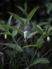 Sticker - Vertical shot of a green plant with blossoms in a woodland setting