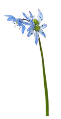 Wall Mural - Blue scilla flower isolated on white or transparent background