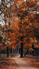 Sticker - a pathway with some trees on each side and leaves on the ground