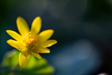 Poster - Close-up shot of a beautiful yellow Lesser celandine grown in the garden on a blurred background