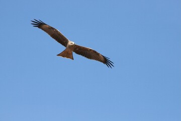 Canvas Print - Black kite soaring through a clear blue sky.