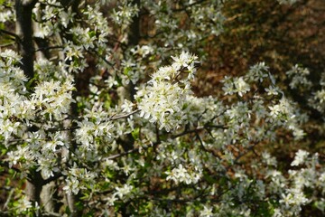 Poster - Beautiful spring landscape featuring a cherry blossom tree branch with vibrant, blooming flowers