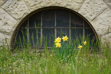 Wall Mural - Vibrant yellow Narcissus flowers set against a backdrop of lush green grass