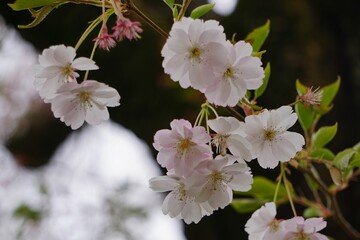 Poster - Beautiful spring landscape featuring a cherry blossom tree branch with vibrant, blooming flowers