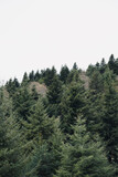 Fototapeta Kwiaty - Green fir trees, nature landscape with white cloudy sky.
