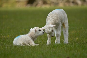 Wall Mural - lambs in the field