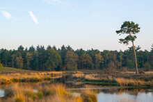 Natural Landscape Of The National Park Haterse And Overasseltse Vennen In Overasselt, Province Gelderland, Holland On A Sunny Day Druring Fall