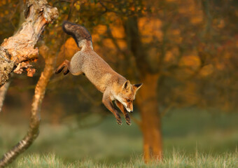 Wall Mural - Close up of a red fox jumping from a tree