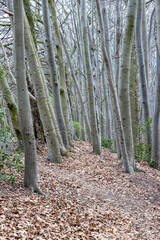 Wall Mural - Forest landscape with abundant bare trees on hill, slender trunks, brown dry leaves covering ground, few green wild plants, cloudy day in Strijthagerbeekdal nature reserve, South Limburg, Netherlands