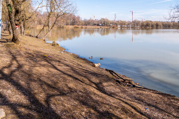 A drake and a duck swim near the shore of the lake