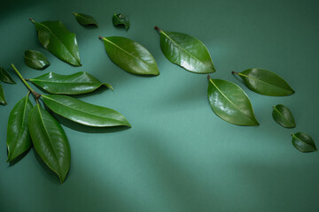 Wall Mural - tropical green  leaves on green background