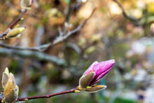 Buds Of Magnolia Flowers Delicately Opening In Spring Room For Text