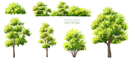 Wall Mural - vector watercolor of tree side view isolated on white background for landscape and architecture draw
