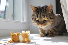 A British Breed Cat On The Windowsill, A Toy Mouse Near The Cat