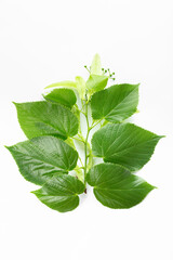 Wall Mural - A sprig of green linden leaves on a white background.