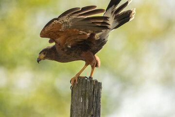 Poster - Harris's hawk