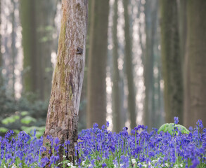 Sticker - Close-up of a trunk tree, Hallerbos