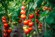 Ripe cherry tomato plants growing in greenhouse. Fresh bunch of red natural tomatoes in organic vegetable garden. Generative AI.