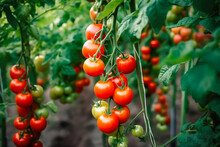 Ripe Cherry Tomato Plants Growing In Greenhouse. Fresh Bunch Of Red Natural Tomatoes In Organic Vegetable Garden. Generative AI.