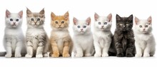 Portrait Of A Group Of Beautiful Cats Close-up On An Isolated Background. Generative AI