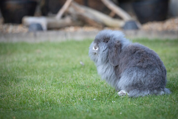 Canvas Print - lion lop rabbit 