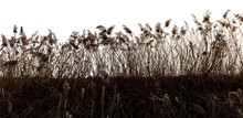 Reeds Blown By The Wind Against The Light And Isolated