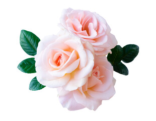 Sticker - 17580447 - pink  rose with buds