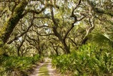 Fototapeta  - a trail through a tunnel of Live oak trees, palmetto and spanish moss, Cumberland Island, Georgia.