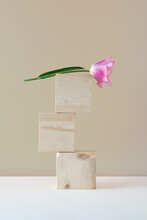 Pink Tulip Placed On Three Wooden Cubes.