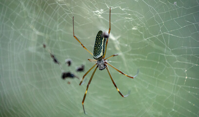 A green and black spider with green wings sits on a web.