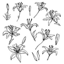 Lilies. A Set Of Colors. Graphic Drawing Of Flowers. Black Outline. Template For A Postcard. Floristry, Nature, Plants. Summer And Beauty.