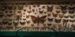 A wall adorned with a variety of taxidermy insects, displaying the specialized interest in entomology, concept of Collection, created with Generative AI technology