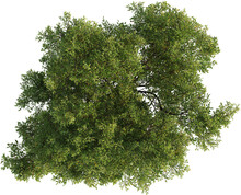 Top View Of Oak Tree