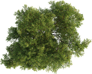 top view of oak tree
