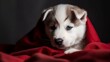 Cute siberian husky puppy - Generative AI