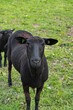 Schwarzbraunes Mutterschaf mit hinterher trottenden Lamm